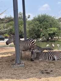 ขับรถชมสัตว์ต่างๆที่ซาฟารี พาร์ค🦓