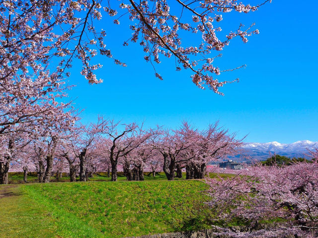 五棱郭公園櫻花