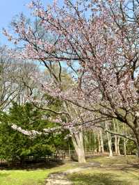 札幌　札幌観光　札幌観光定番 円山公園の桜を見てきたよ！