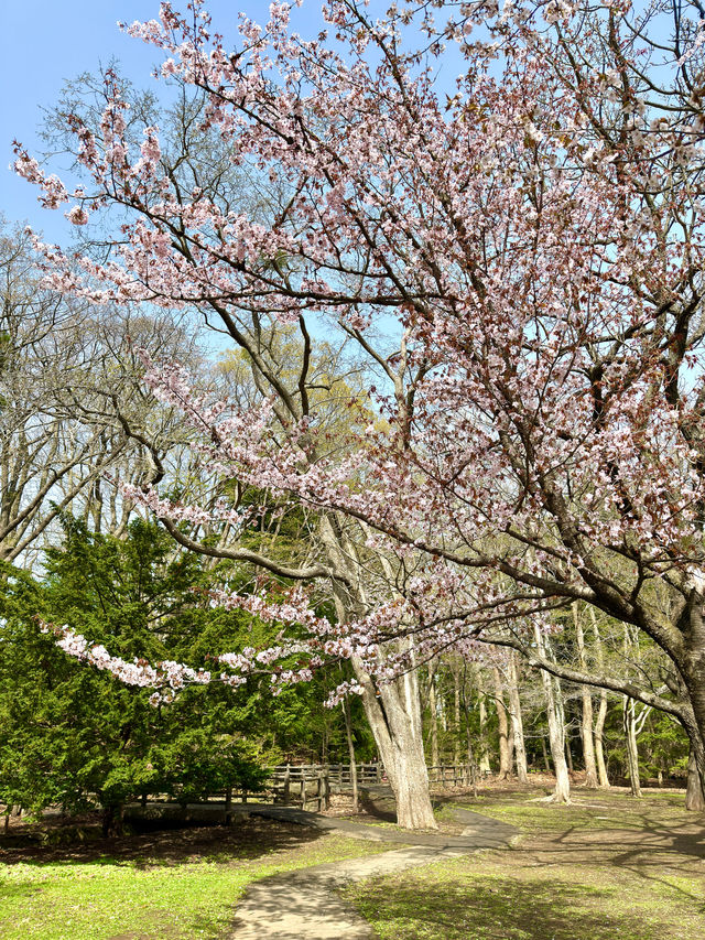 札幌　札幌観光　札幌観光定番 円山公園の桜を見てきたよ！