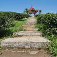Choui Fong Tea Plantation - Chiang Rai