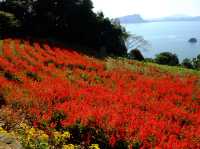 ［福岡忘憂聖地］能古島🏝️（1）：四季也有不同的花海，令人心曠神怡‼️
