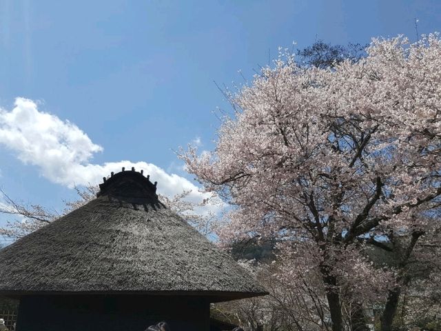 Cherry Blossom and Mount Fuji at Oshino Hakkai