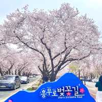 Cherry Blossom Street by the Daereungwon Tomb