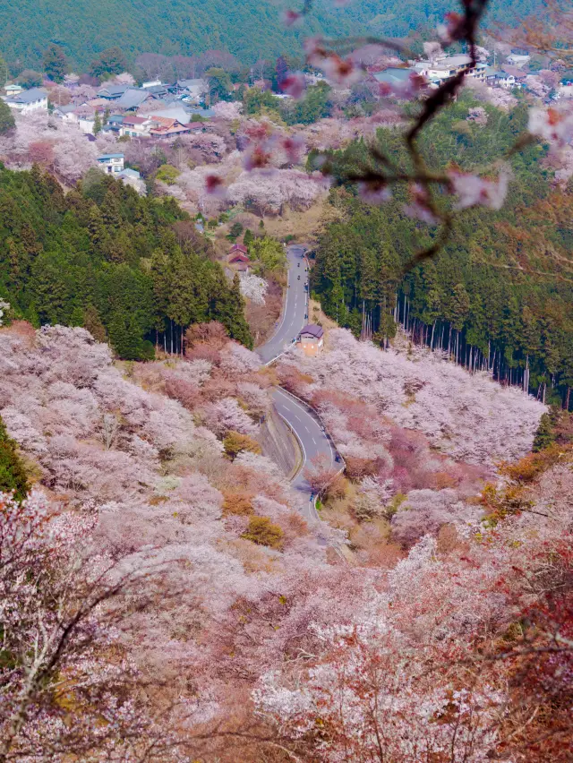 Mount Yoshino's Senbon-zakura