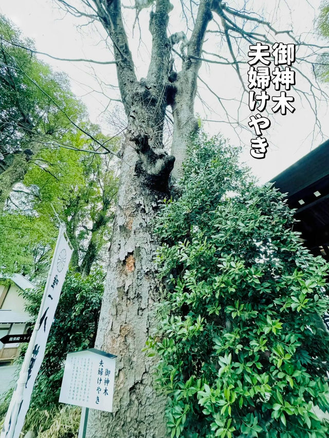 【東京・阿佐ヶ谷】日本でココだけ?!とってもかわいい御朱印とお守りが頂けるパワスポ🤍