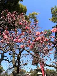 【京都観光】願い事がひとつ叶う｢ナデ牛｣のいる北野天満宮へ🌸