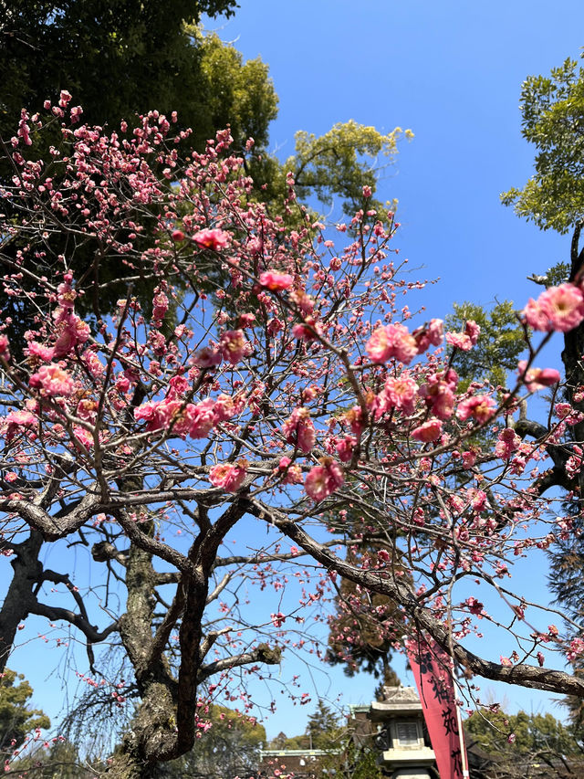 【京都観光】願い事がひとつ叶う｢ナデ牛｣のいる北野天満宮へ🌸
