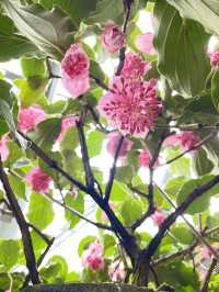 🌸🌼✨ 春天好去處：繁花似錦霍士傑溫室 ✨🌼🌸