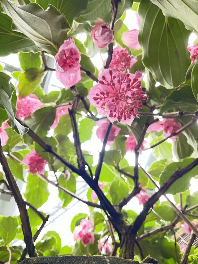 🌸🌼✨ 春天好去處：繁花似錦霍士傑溫室 ✨🌼🌸