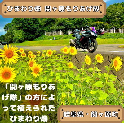 関ヶ原ひまわり畑 | Trip.com 関ケ原町