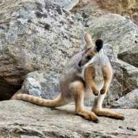 Cleland Wildlife Park