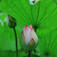 【高雄】澄清湖～荷花夢幻景緻～園林藝術之美