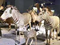 台南|奇美博物館