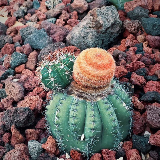 「下賀茂熱帶植物園：熱帶雨林奇景，原始自然之旅」