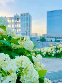 【お台場】階段横のもふもふ紫陽花は圧巻!!紫陽花好きには絶対に行ってほしい🤍