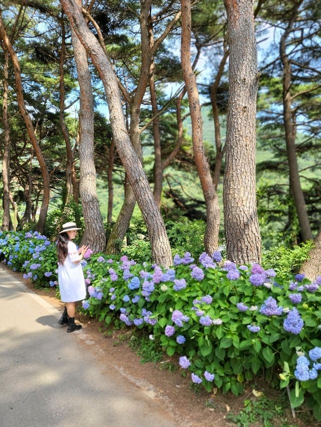 내년이 더 기대되는 동화같은 밀양 수국동산