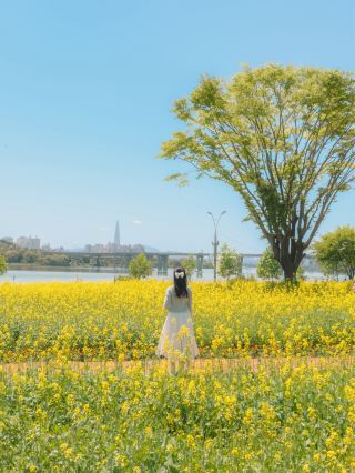 잠실에서 15분, 사람 없는 한강뷰 유채꽃밭🌼💛
