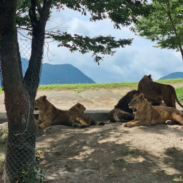 아프리카 사파리투어 