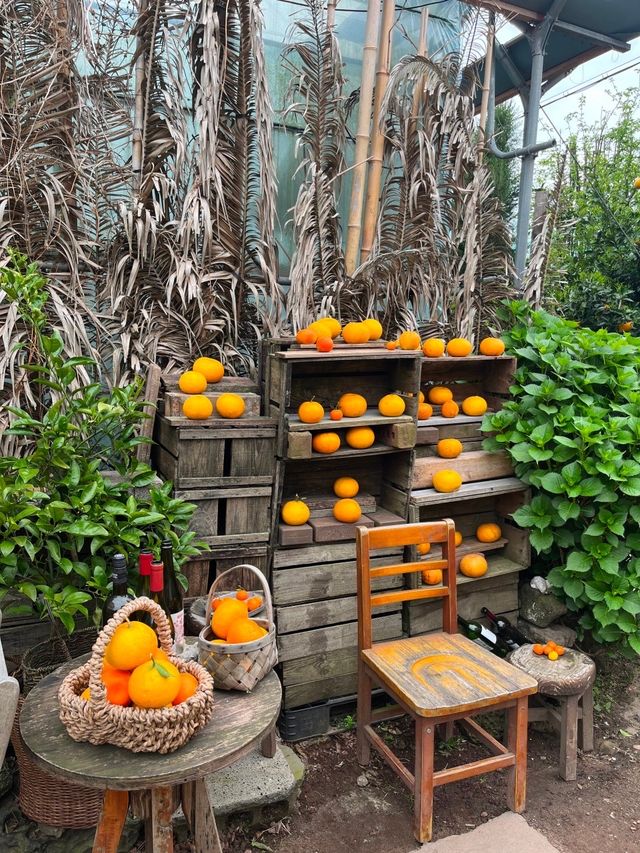 🍊 제주도 서귀포 카페 귤꽃다락 귤밭포토존😇