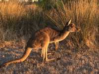 柏斯🦘 - 西澳大利亞🇦🇺旅遊最佳起點