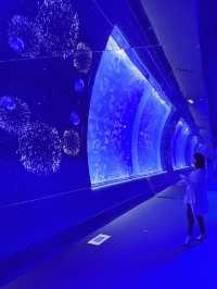 〜茨城県〜PJマッピングと神秘的なクラゲが見られる水族館！