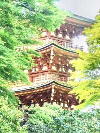 〜奈良県〜華の池！水面に浮かぶ絶景ダリア池