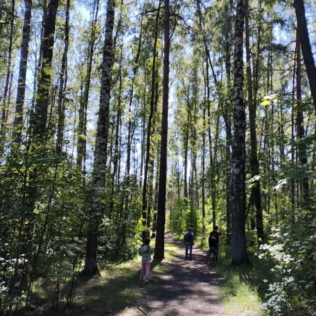 Forest in Russia