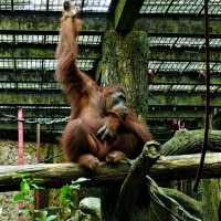 馬來西亞國家動物園：親近自然，享受歡樂氛圍！