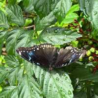 Step into a colorful paradise at Bangkok Butterfly Garden and Insectarium!