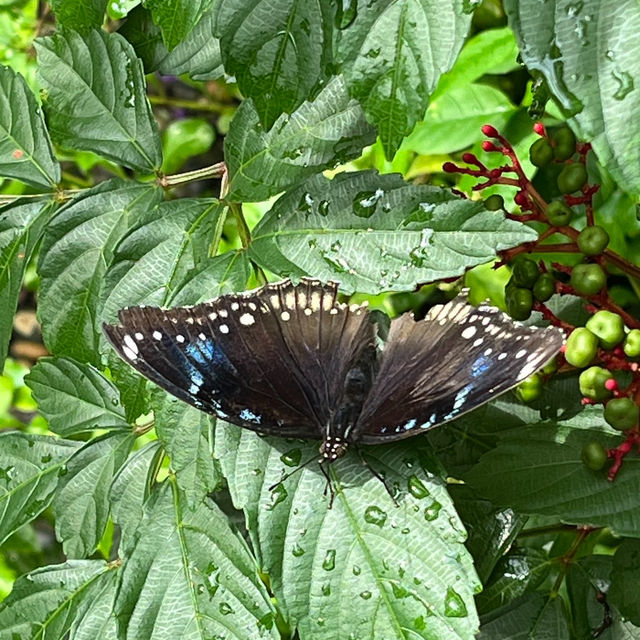 Step into a colorful paradise at Bangkok Butterfly Garden and Insectarium!