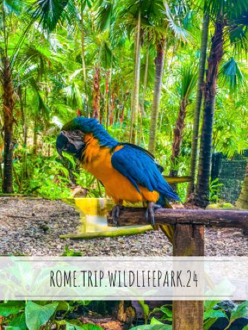 자연의 길들여지지 않은 보물