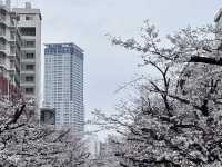 🌸 目黒川桜まつり - 春の美しさが川沿いに広がる🇯🇵
