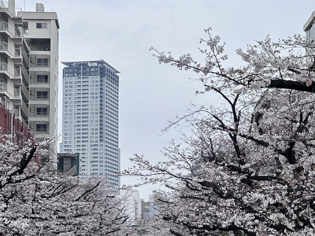 🌸 目黒川桜まつり - 春の美しさが川沿いに広がる🇯🇵