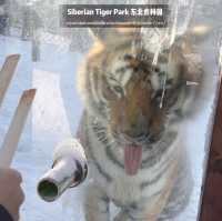 📍 Siberia Tiger Park 黑龙江·哈尔滨|东北虎林园  สถานที่ท่องเที่