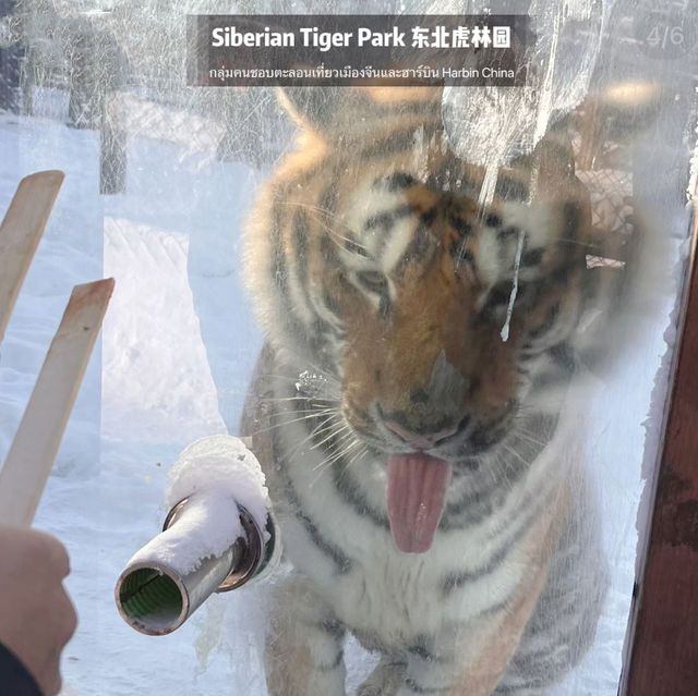📍 Siberia Tiger Park 黑龙江·哈尔滨|东北虎林园  สถานที่ท่องเที่