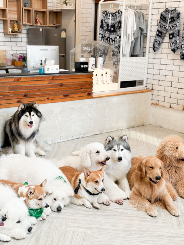 泰國曼谷咖啡店｜喜歡狗狗的不要錯過🐶
