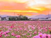 岩脇地區波斯菊花田