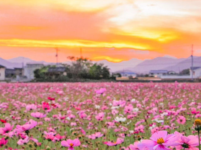 岩脇地區波斯菊花田