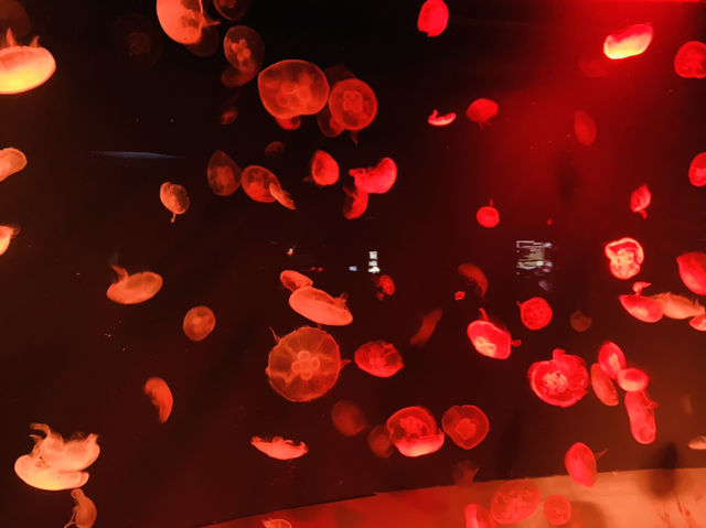 サンシャイン水族館の海月！！