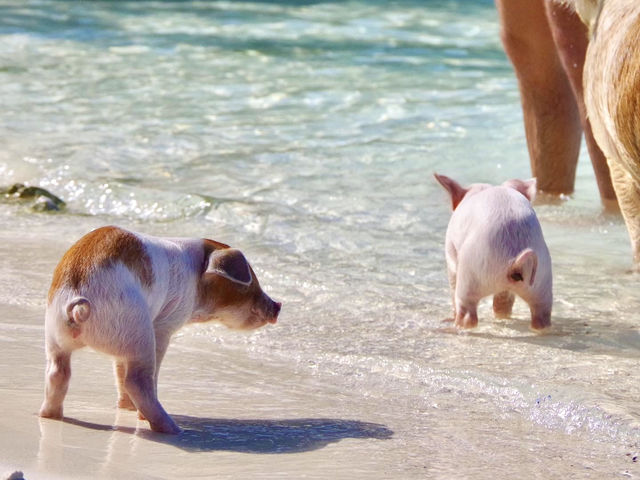 【バハマ ・エグズーマ】美しい海にブタが泳ぐビーチ🐷