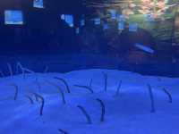 マリンワールド海の中道🐬💙🦦🐟