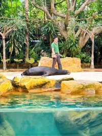 Watching the Wildlife Performances at Singapore Zoo
