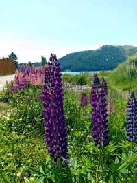 🇳🇿 Stunning Lupin Flowers📍Lake Tekapo 🇳🇿