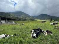 Desa Dairy Farm, Kundasang