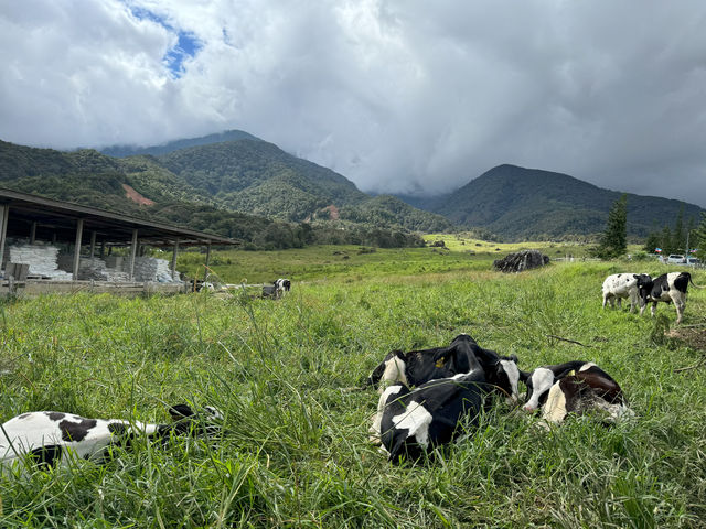 Desa Dairy Farm, Kundasang