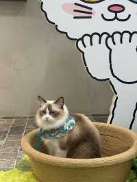 🐈🎶중구 명동 사랑과 빛이 가득한 고양이 카페, 루프캣미
