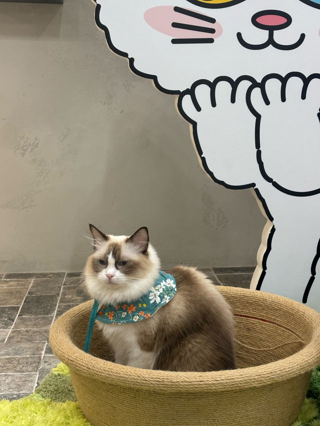 🐈🎶중구 명동 사랑과 빛이 가득한 고양이 카페, 루프캣미