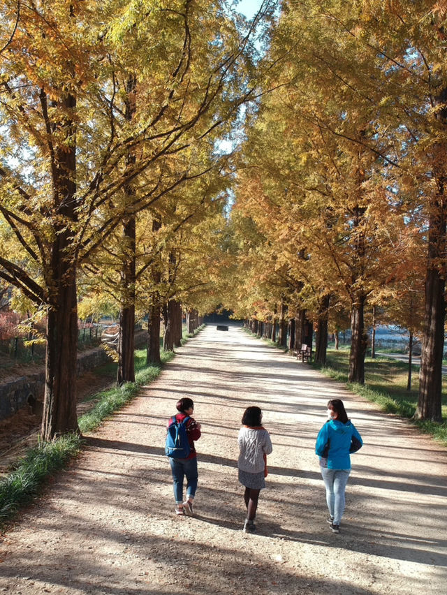 Damyang Metasequoia-lined road is very picturesque in autumn