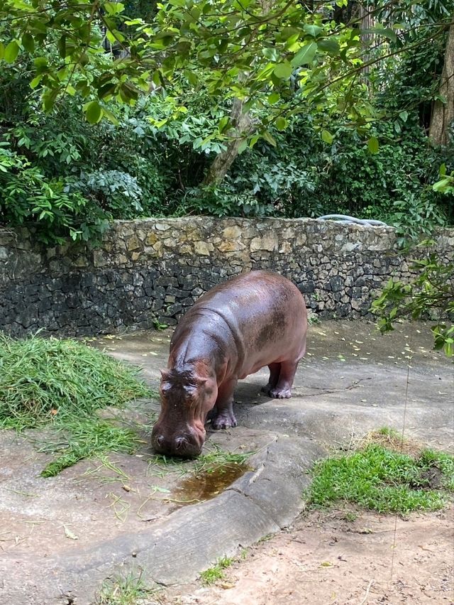 ไปชมความน่ารักของน้องหมูเด้งและผองเพื่อน